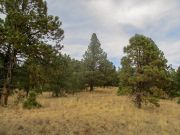 Antelope Hill Coconino Forest, Arizona