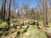 Armer Mountain, Arizona