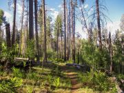 Big Lake SU Pat Rudd Wahl Knoll, Arizona