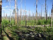 Big Lake SU Pat Rudd Wahl Knoll, Arizona