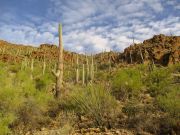 Bren Benchmark, Arizona