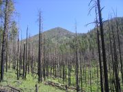 Kendrick Peak, Arizona