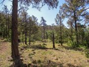 Mormon Lake Lookout Mahan Mountain, Arizona