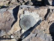 Nutt Benchmark, Arizona