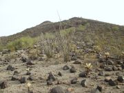 Palo Verde Hills, Arizona