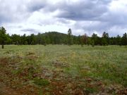 Pine Hill Mormon Lake, Arizona