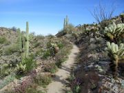 Pyrite Summit Skyline, Arizona