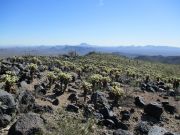 Saddle Benchmark, Arizona