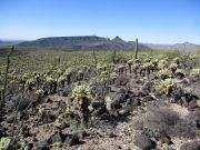 Saddle Benchmark, Arizona