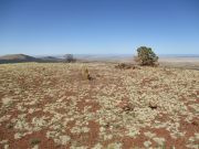 Cerro Trigo, Arizona