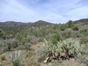 White Mountain Tonto NF, Arizona