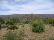 White Mountain Tonto NF, Arizona