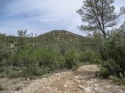 White Mountain Tonto NF, Arizona