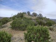 White Mountain Tonto NF, Arizona