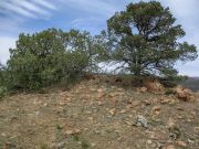 White Mountain Tonto NF, Arizona