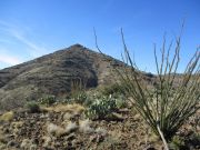 Whitlock Mountain, Arizona