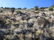 Whitlock Mountain, Arizona