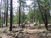 Bill Williams Mountain, Arizona