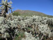 Saddle Mountain, San Carlos Nation